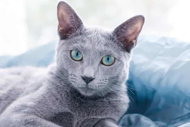 Russian Blue Kedi Irkı Özellikleri, Karakteri, Bakımı ve Beslenmesi